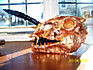 Copper Leaf Sheeps Skull - 