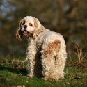 an dog in richmond park by Vasil Bachev