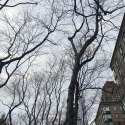 Trees  by Kirsten Knox