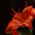 Nature by Mike Tolero Mike_Tolero