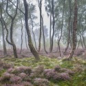 Magic forest by Mike Tolero Mike_Tolero
