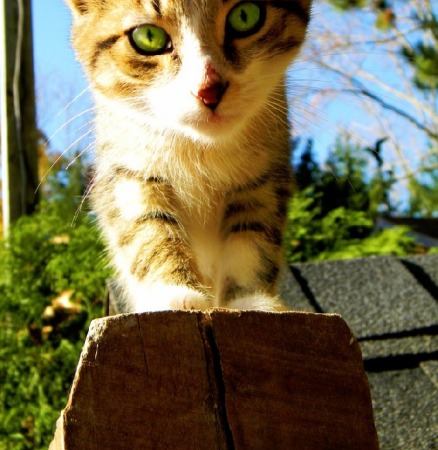 Tank the Kitty by Dustie Dixon