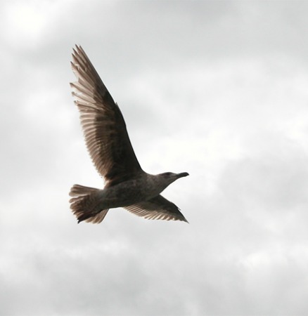 Heavenly Seagull by Emil Rajkowski