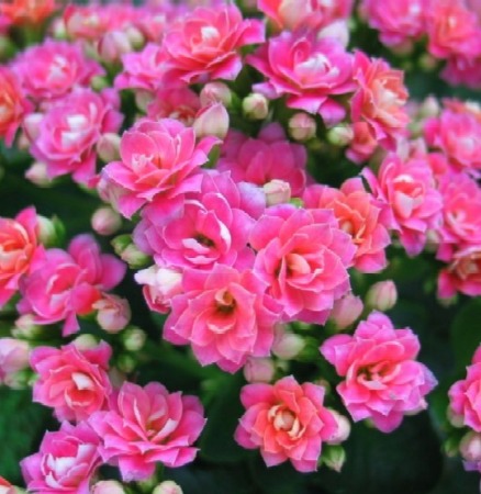 little roses from british columbia by Amanda Hubik