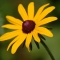 black-eyed Susan