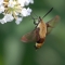 hummingbird Moth