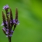 blue flower