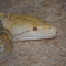 slither