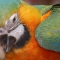 Parrot