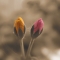 2 Buds