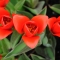3 Red Flowers