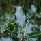 Green thorn Leaf