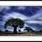 Baobabs, full moon, Mangochi, Malawi.