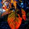 The Colors of Life