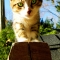 Tank the Kitty