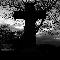 Dark Cross