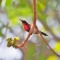 Purple Sunbird