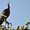 black Ibis