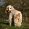 an dog in richmond park