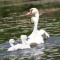 The Swan Family