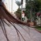 Palm