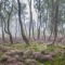 Magic forest
