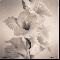 gladiolus 03