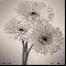 three gerberas 01