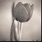 red tulip 10