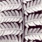 Silver fern