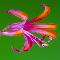 Nerine