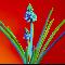 Grape Hyacinth