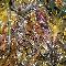 Seaweed on St Ives beach