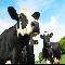 Cows