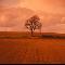 Tree in a field(Wales)