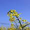 Rapeseed Flower, Wimborne St. Giles, Dorset