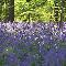 Pamphill Bluebell Wood, Dorset