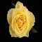 Yellow Rose On Black Velvet