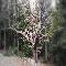 White Tree