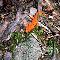 Salamander
