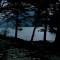 Five Trees