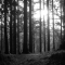 The Path