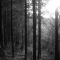 The Stillness