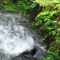 Water and Ferns