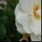 Flower II