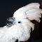 Surprise!! Tyler the Umbrella Cockatoo