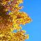 Autumn in New York