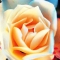 secret garden rose