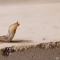 Curious Slug
