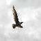 Heavenly Seagull